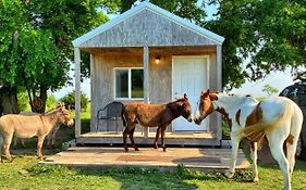 Tiny Cabin At The Donkeyranch